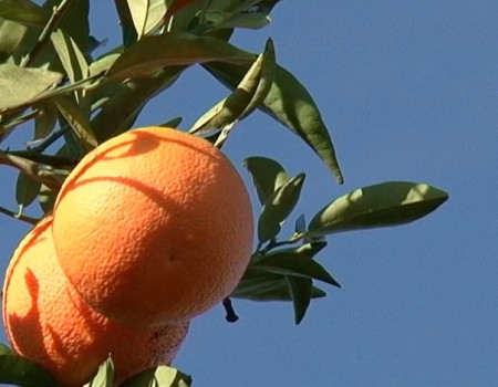 Jus d’orange Espagne